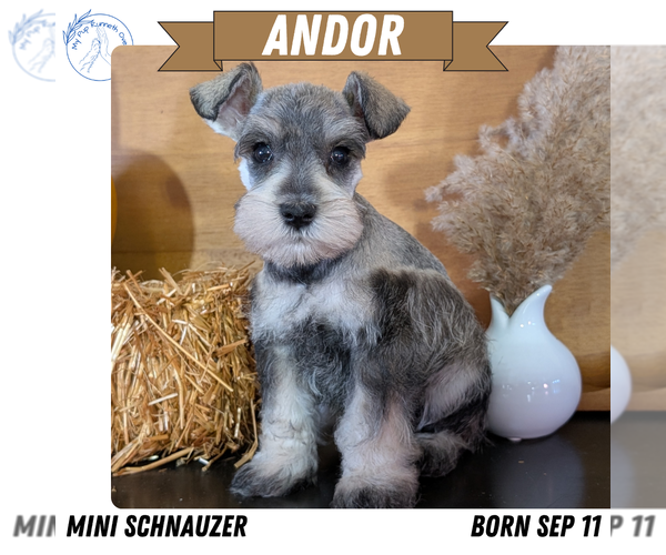 Medium Photo #1 Schnauzer (Miniature) Puppy For Sale in GOSHEN, IN, USA