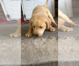 Medium Labrador Retriever