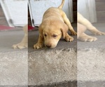 Puppy Dark Blue Labrador Retriever