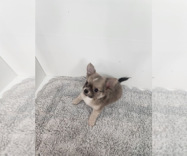 Medium Photo #3 Chihuahua Puppy For Sale in BURLESON, TX, USA