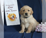 Small Photo #2 Golden Retriever Puppy For Sale in NEW HOLLAND, PA, USA