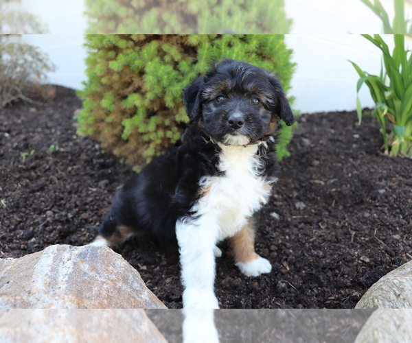 Medium Photo #1 Aussiedoodle Miniature  Puppy For Sale in SHILOH, OH, USA