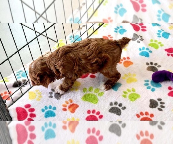Medium Photo #9 Cock-A-Poo-Poodle (Miniature) Mix Puppy For Sale in ORO VALLEY, AZ, USA