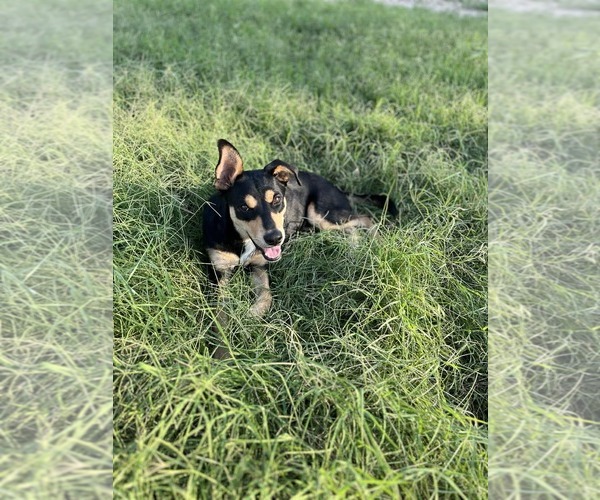 Medium Photo #4 Mutt Puppy For Sale in Coldwater, MI, USA