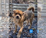 Small Photo #3 Border Terrier-Unknown Mix Puppy For Sale in Albemarle, NC, USA