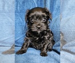 Small #12 Morkie
