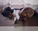 Small #6 Dachshund