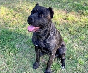 Father of the Cane Corso puppies born on 06/09/2022