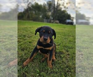 Rottweiler Puppy for sale in THOMPSONTOWN, PA, USA