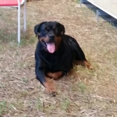 Mother of the Rottweiler puppies born on 11/06/2016