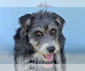 Mutt Dogs for adoption in Pasadena, CA, USA