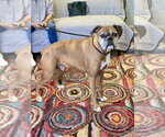 Small Photo #3 Boxer Puppy For Sale in Austin, TX, USA