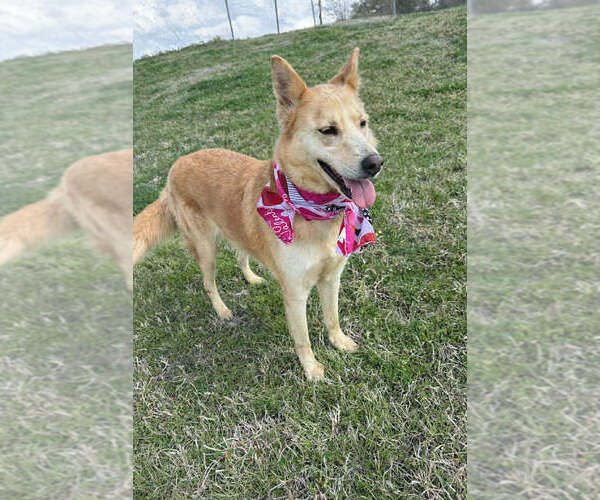 Medium Photo #4 Mutt Puppy For Sale in Abbeville, LA, USA