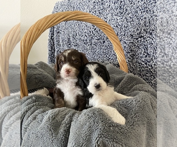Medium Photo #1 Bernedoodle-Poodle (Standard) Mix Puppy For Sale in HELENA, MT, USA
