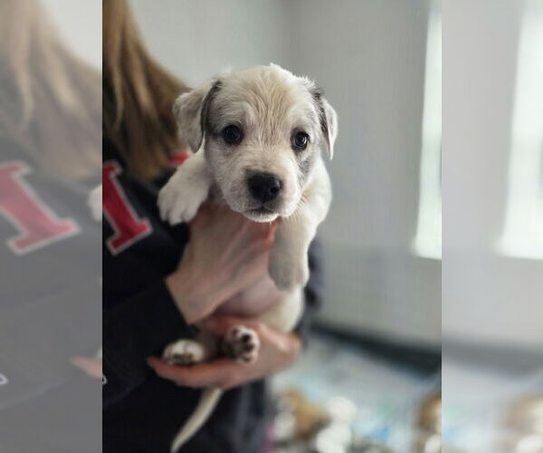 Medium Photo #1 Australian Shepherd-Catahoula Leopard Dog Mix Puppy For Sale in Aurora, IN, USA
