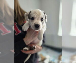 Australian Shepherd-Catahoula Leopard Dog Mix Dogs for adoption in Aurora, IN, USA