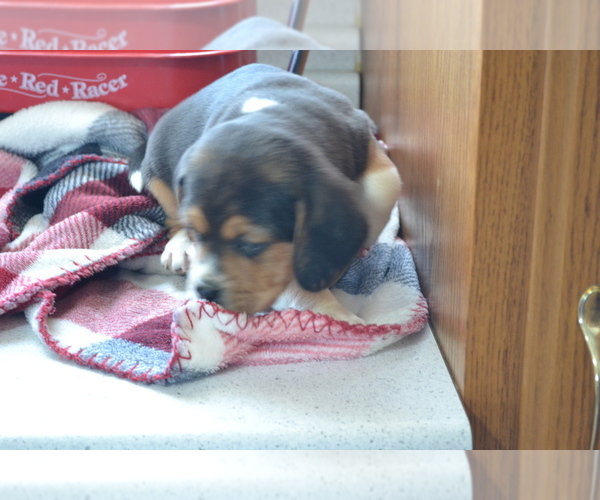 Medium Photo #13 Jug Puppy For Sale in GREENWOOD, WI, USA