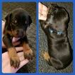 Small Photo #8 Doberman Pinscher Puppy For Sale in INWOOD, IN, USA