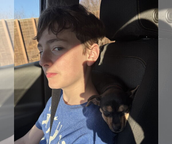 Medium Photo #6 Mutt Puppy For Sale in Brooklyn Center, MN, USA