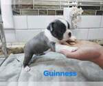Small Photo #1 Boston Terrier Puppy For Sale in KINGSPORT, TN, USA
