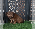 Cupcake - Female Yorkiepoo mix (+ Poodle Toy) Puppy for Sale - Photo #5