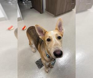 Gerberian Shepsky Dogs for adoption in Baytown, TX, USA
