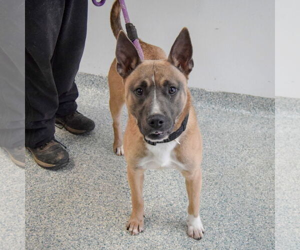 Medium Photo #3 American Staffordshire Terrier-Unknown Mix Puppy For Sale in Huntley, IL, USA