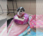 Small Photo #4 Shih Tzu Puppy For Sale in W Hollywood, CA, USA