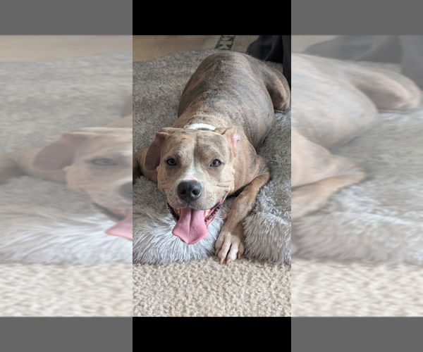 Medium Photo #1 American Bully Puppy For Sale in GROVETOWN, GA, USA