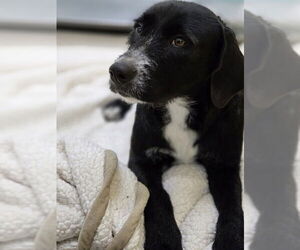 Labrador Retriever-Unknown Mix Dogs for adoption in Temple, TX, USA