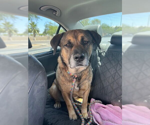 Medium Photo #4 Mutt Puppy For Sale in phoenix, AZ, USA