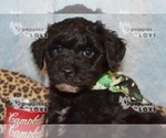 Small Photo #7 Australian Shepherd-Poodle (Toy) Mix Puppy For Sale in SANGER, TX, USA