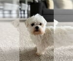 Small #2 Maltese