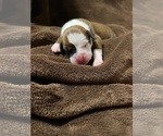 Small Photo #13 Boxer Puppy For Sale in PONTOTOC, MS, USA