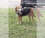 Small Beagle
