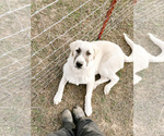 Small Photo #1 Great Pyrenees Puppy For Sale in MORRIS, OK, USA