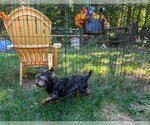 Small Photo #4 Affenpinscher-Unknown Mix Puppy For Sale in Caldwell, NJ, USA