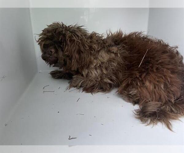 Medium Photo #1 Poodle (Miniature) Puppy For Sale in Houston, TX, USA