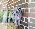 Small Photo #8 Aussiedoodle Miniature  Puppy For Sale in KNOB NOSTER, MO, USA