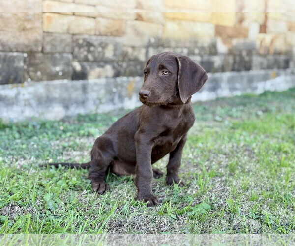 Medium Photo #3 Labradoodle Puppy For Sale in PIPE CREEK, TX, USA