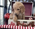 Small Photo #2 Goldendoodle Puppy For Sale in DAWSONVILLE, GA, USA