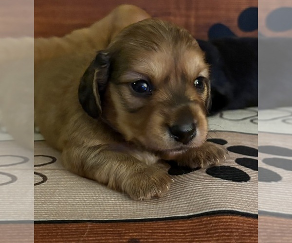 Medium Photo #1 Dachshund Puppy For Sale in CHARLOTTESVILLE, VA, USA