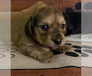 Dachshund Puppy for sale in CHARLOTTESVILLE, VA, USA