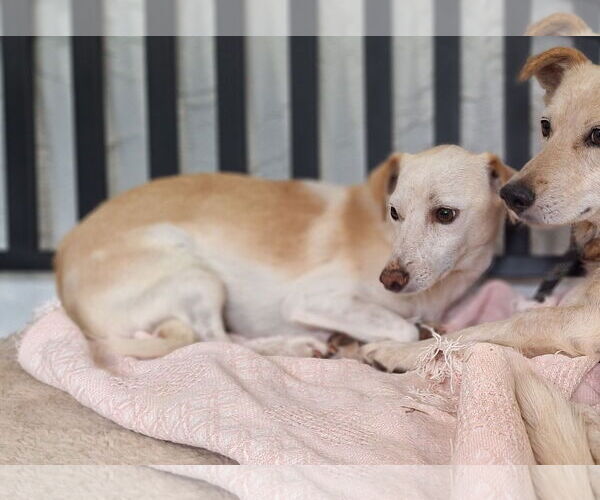 Medium Photo #5 Jack Russell Terrier-Unknown Mix Puppy For Sale in Chico, CA, USA