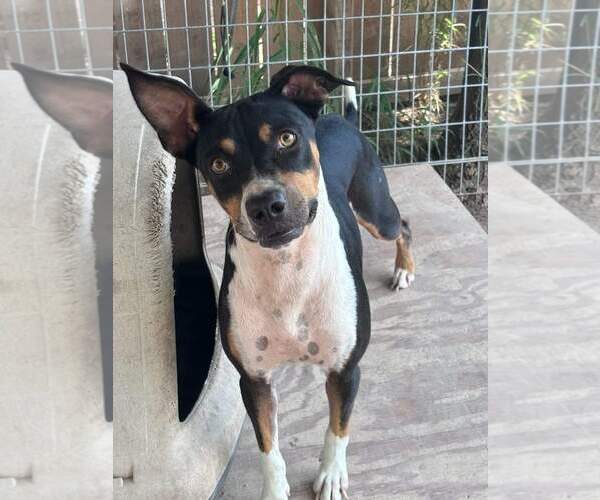 Medium Photo #2  Puppy For Sale in , 