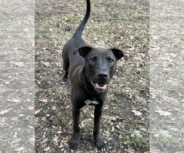 Medium Photo #2 American Pit Bull Terrier-Unknown Mix Puppy For Sale in Minneapolis, MN, USA