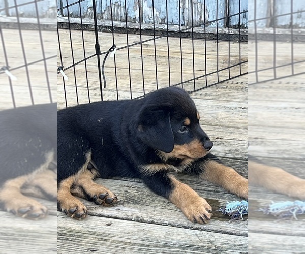 Medium Photo #1 Rottweiler Puppy For Sale in MARSHALL, MO, USA