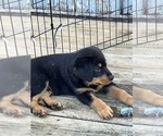 Small Rottweiler