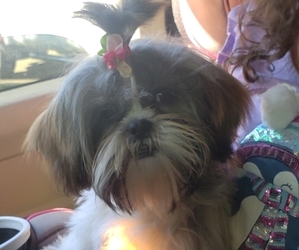 Mother of the ShihPoo puppies born on 05/15/2025