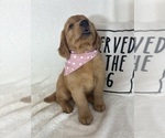 Small #3 Golden Retriever